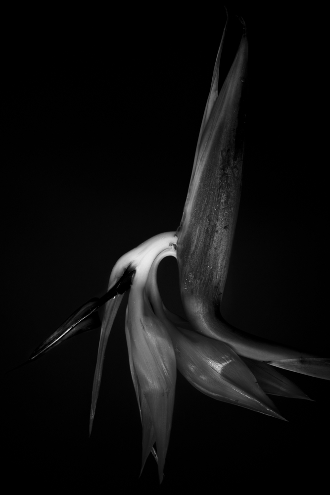 Flower last dance