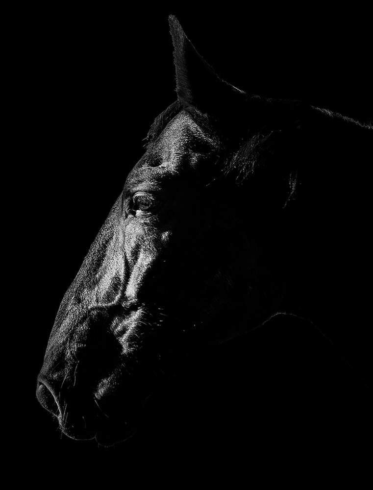 Equine Noir