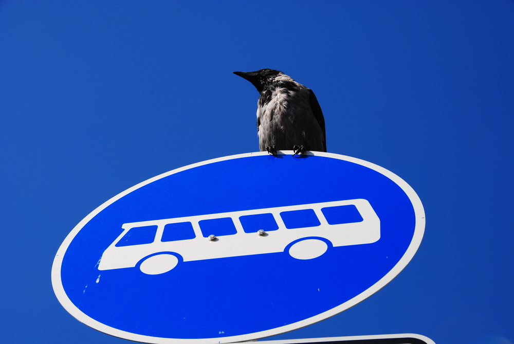 Crows