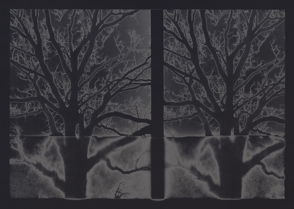 The Winterbranch Series