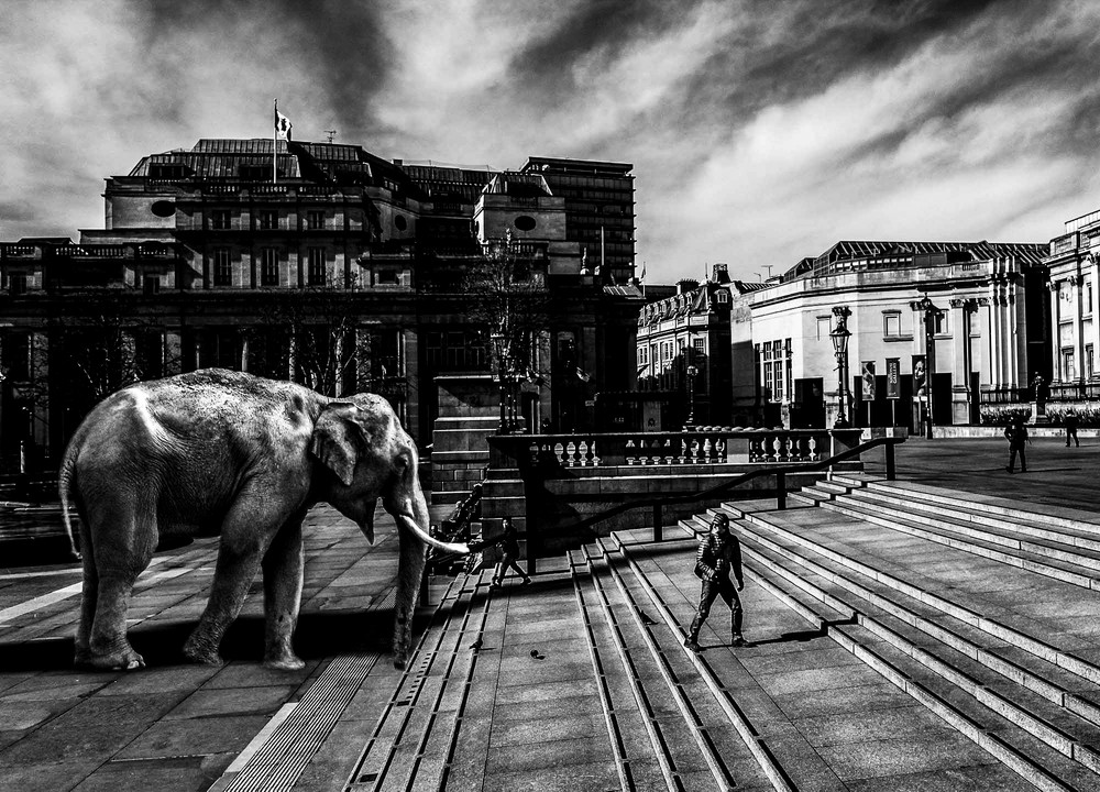 Elephant in the room