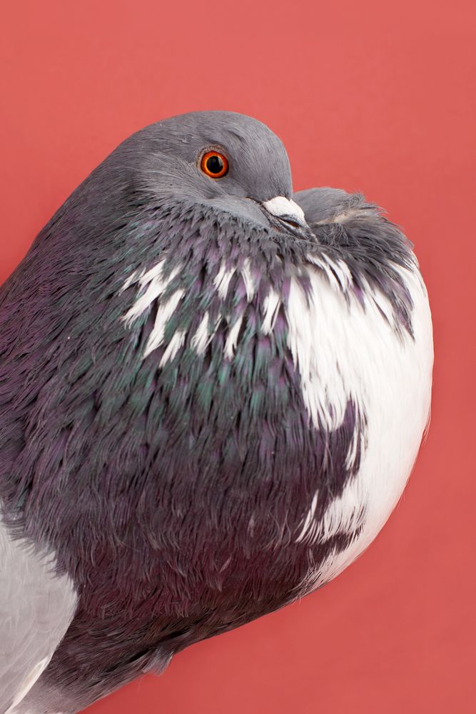 New York Pigeon Fanciers