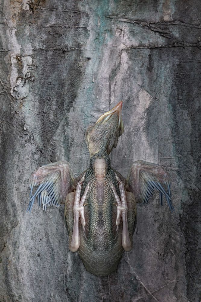 Tribute to Anselm Kiefer