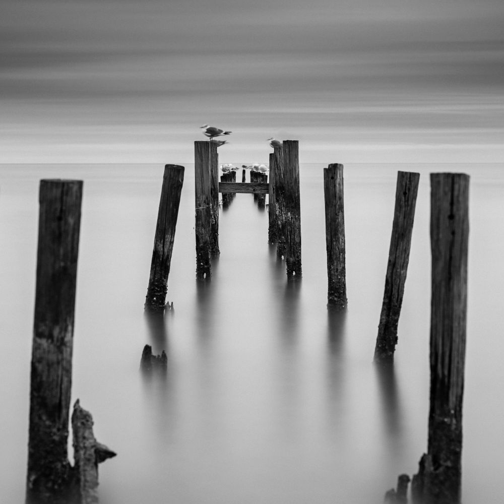 Sea Birds and Old Pilings