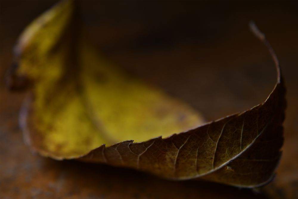 Autumn leaves