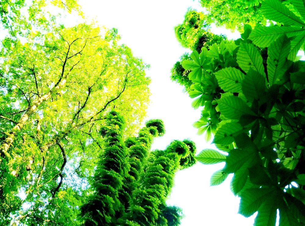 NATURE
