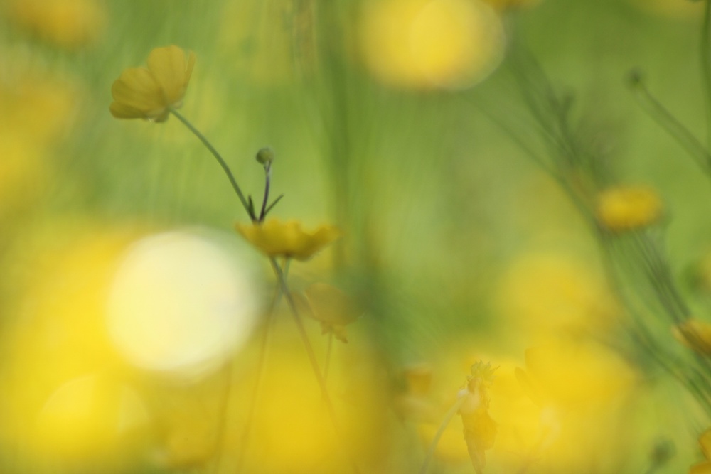 Essence of meadow
