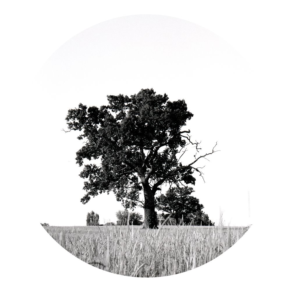 Searching for the Tree of life