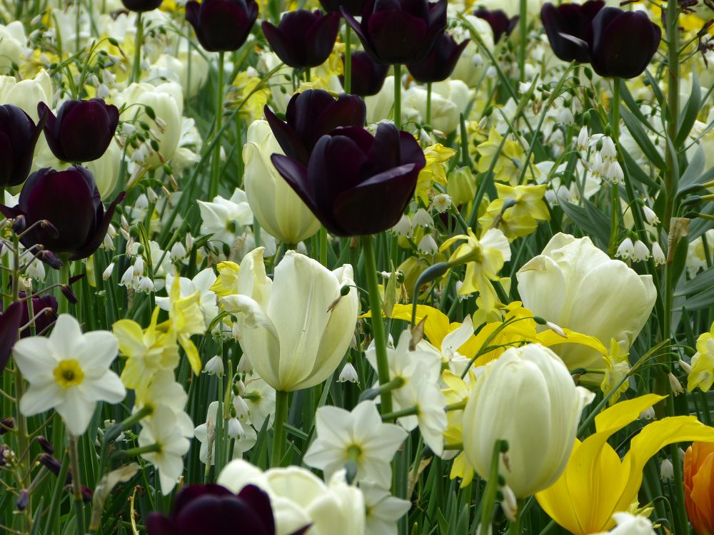 THE TULIP