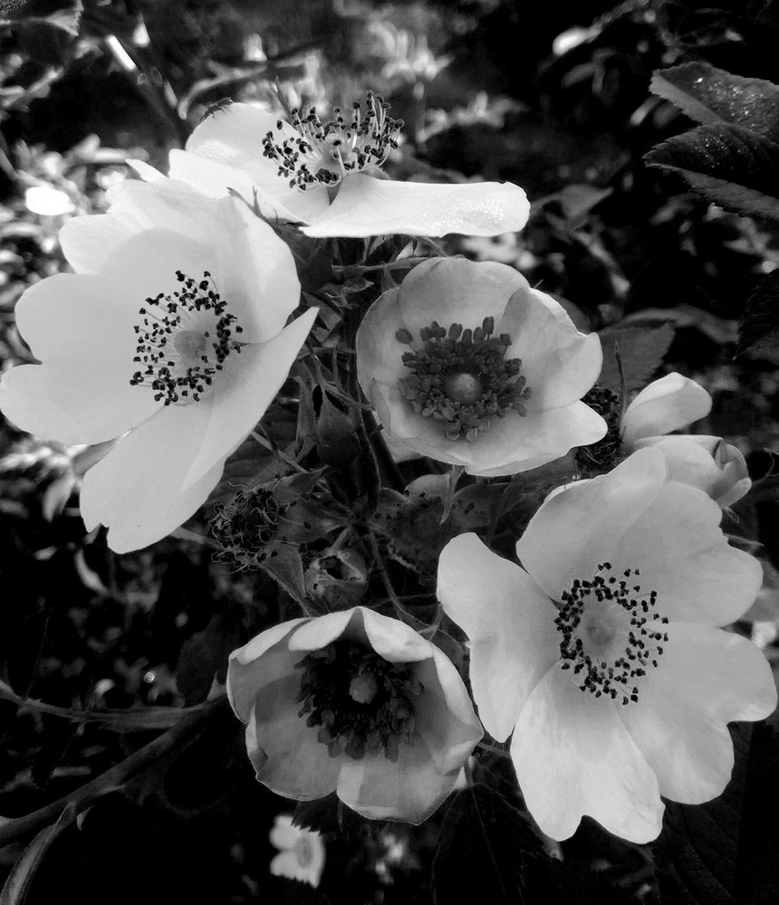 Memories in black and white