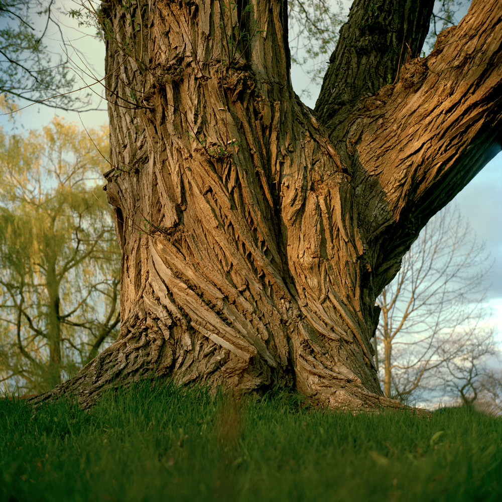 Trees