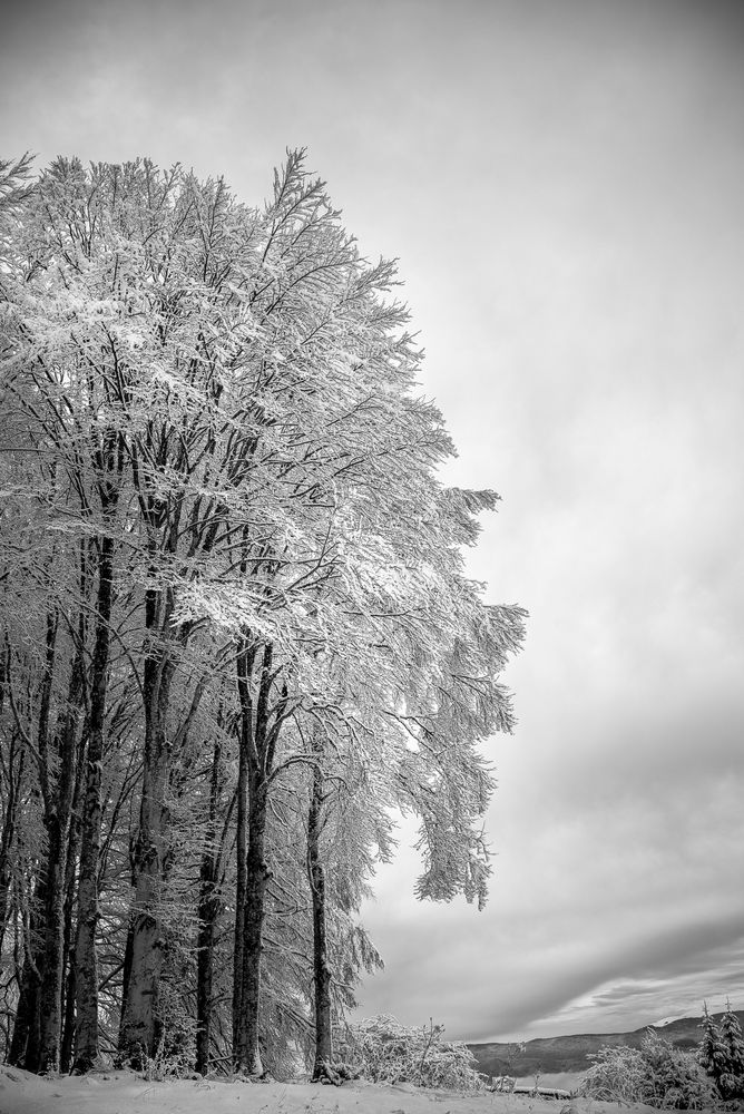 Trees - Cansiglio forest