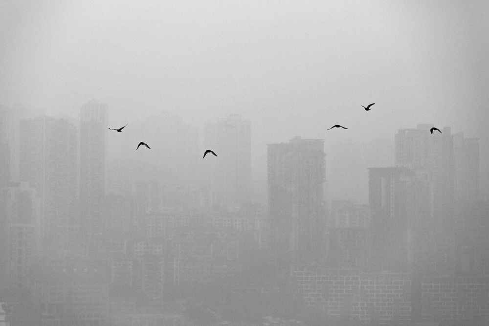 Urban Jungle