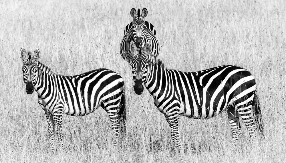 Black & Whites