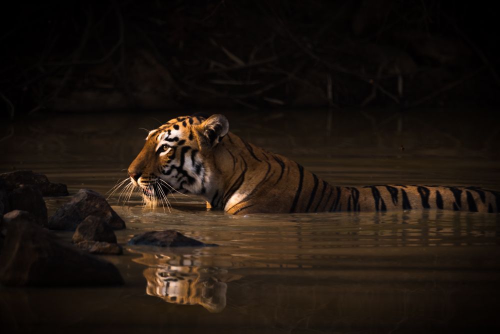 Bengal tiger with catchlight in water hole