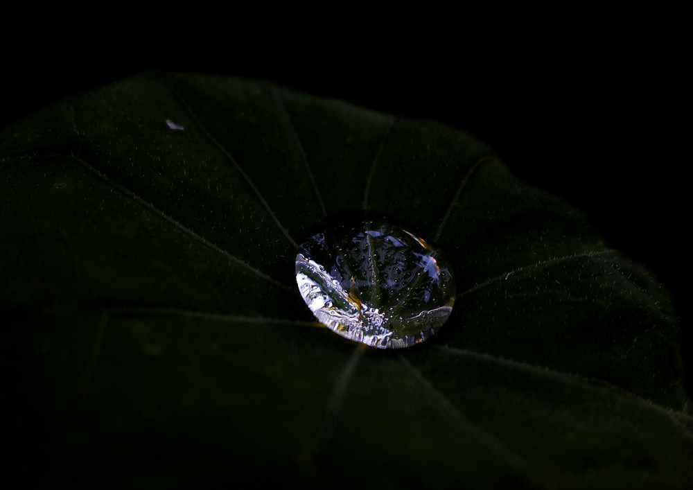 Dew Point - (Tāmaki Makaurau, Auckland)