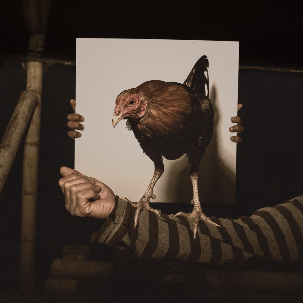 Cock
