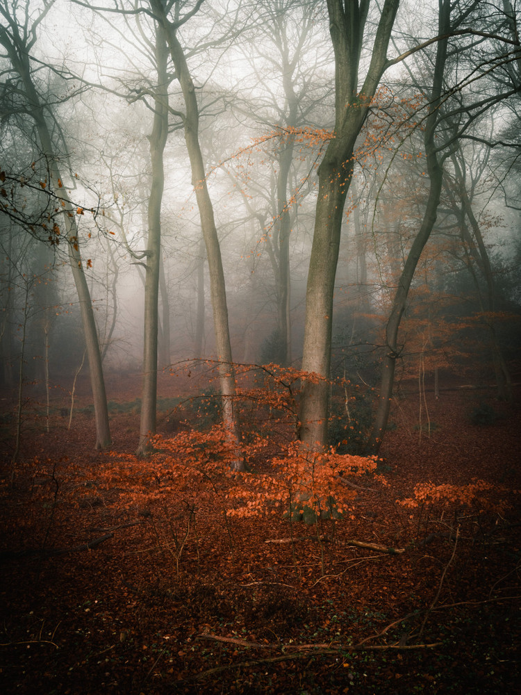 Ed Silvester