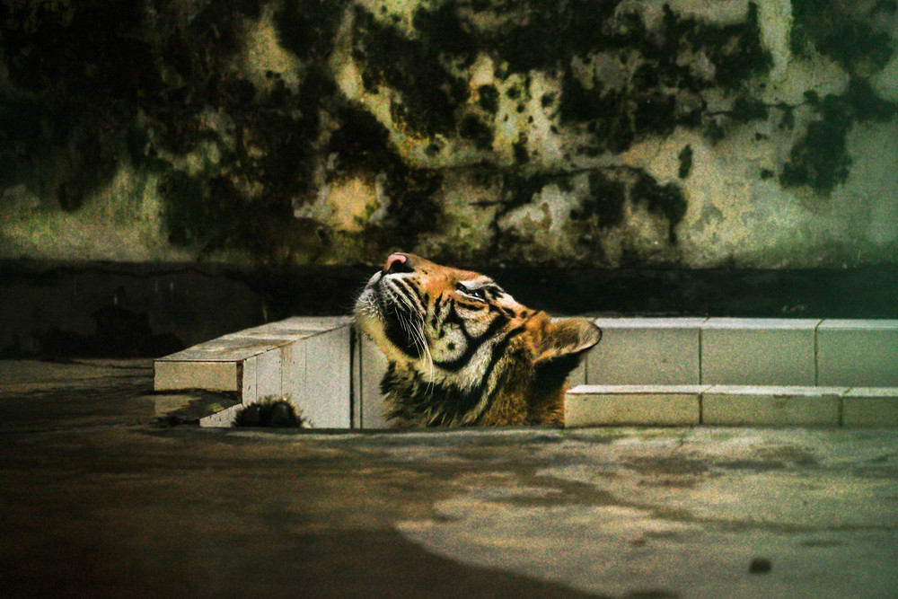 Zoo: A death cell
