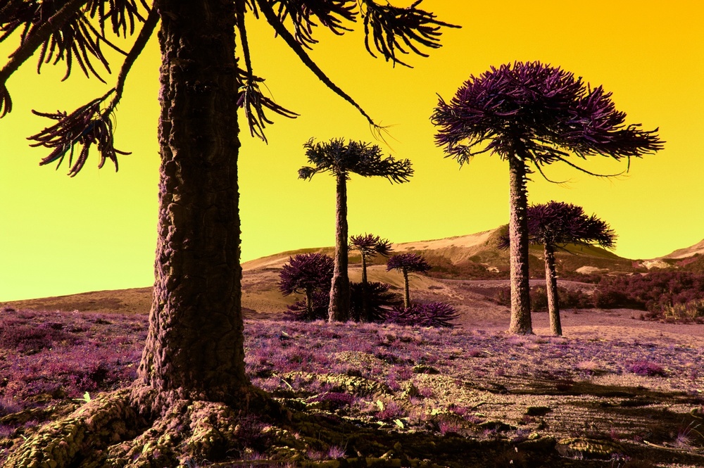 Metachromatic Worlds