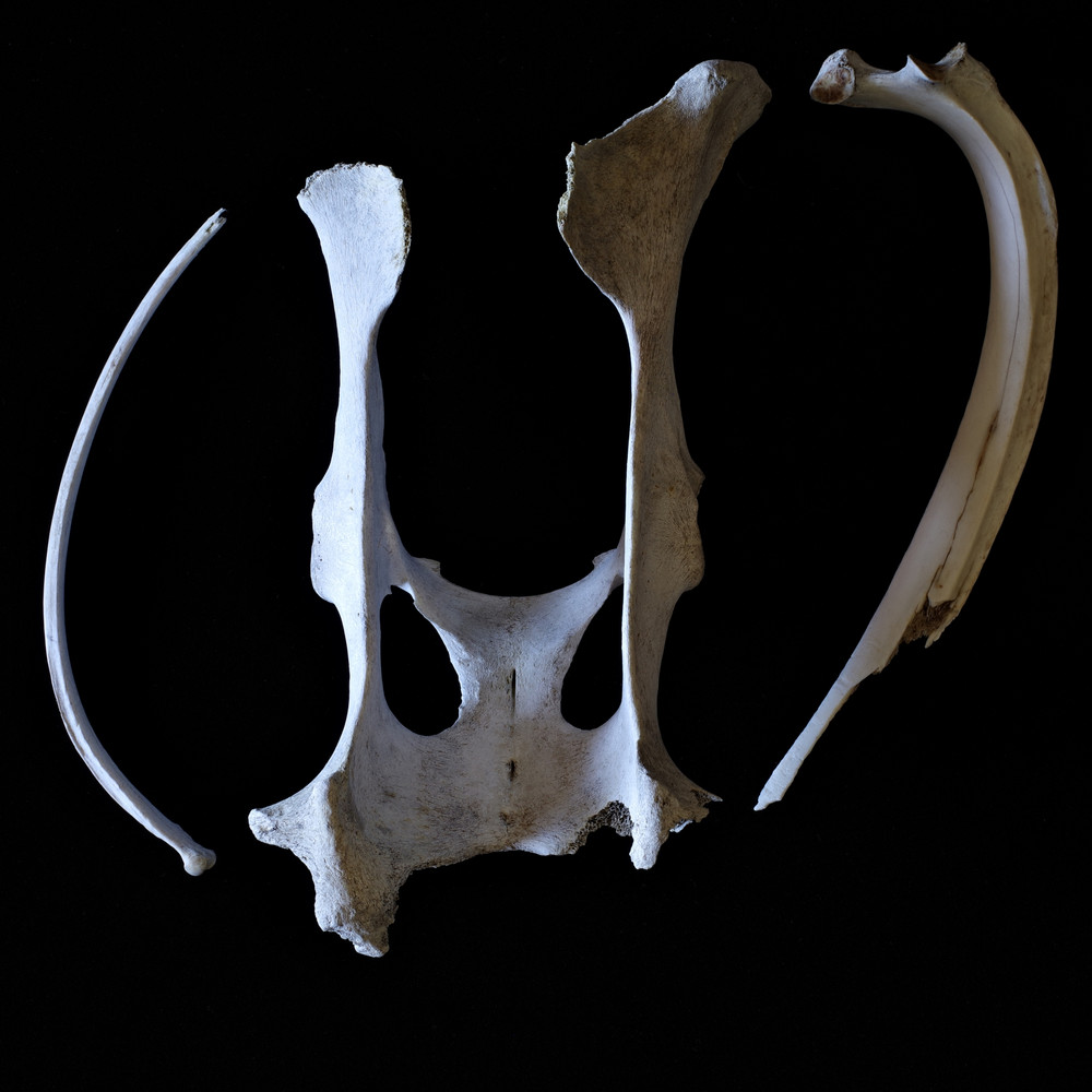 The Nature Morte photographs