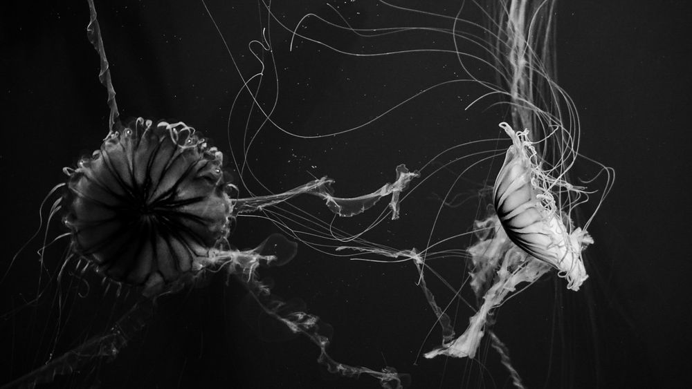 aanemones 