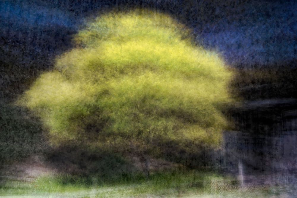 Memory of Trees
