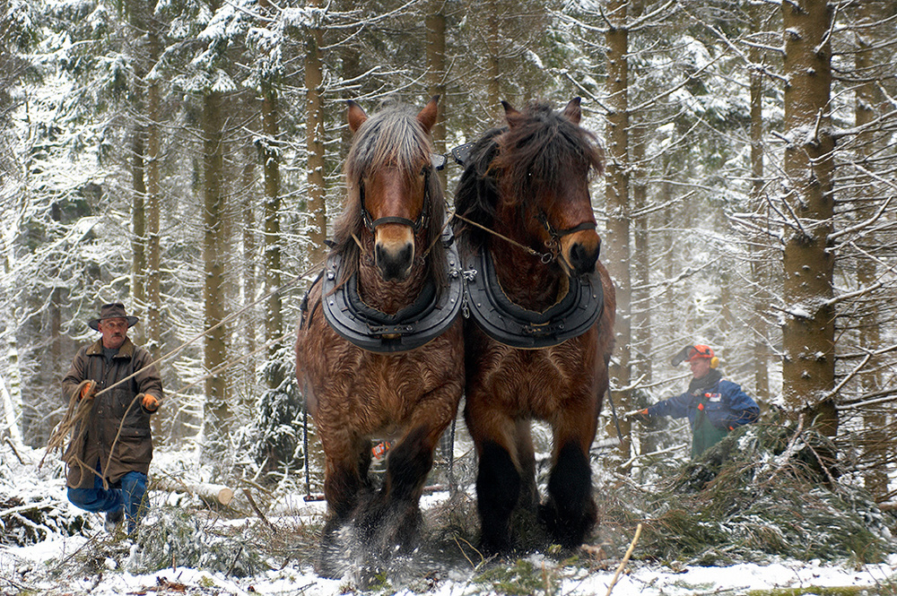 Winterhorses