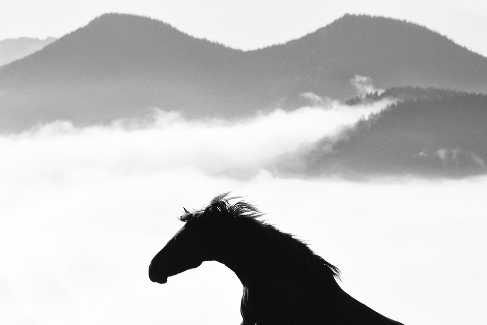 Horses