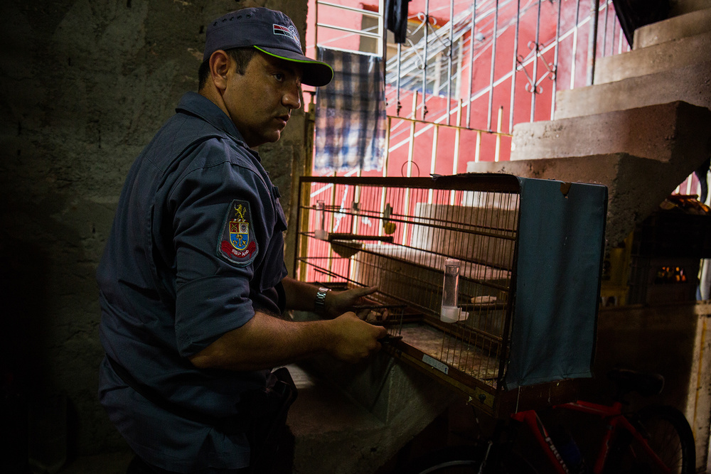 The Illegal Wildlife Trade in Brazil