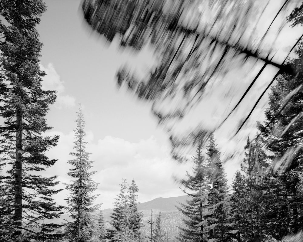 Falling Forest