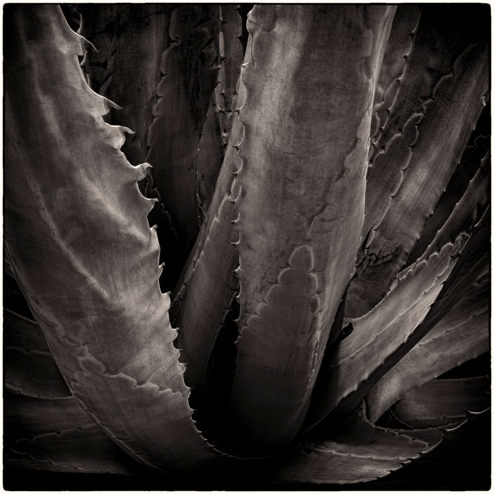 Florida Flora Series 2017