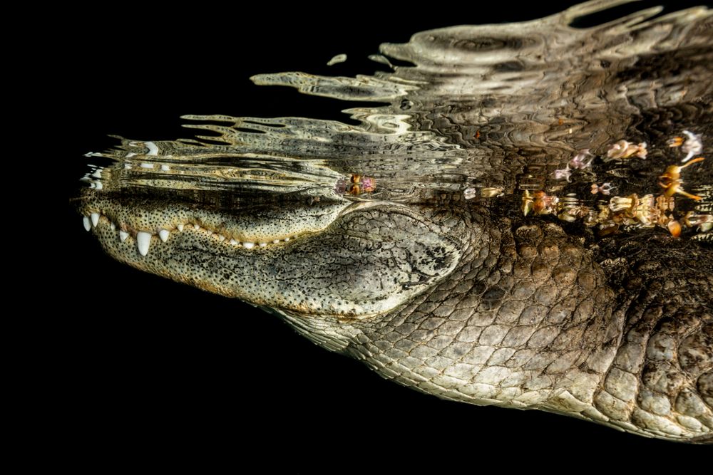 American Alligator 