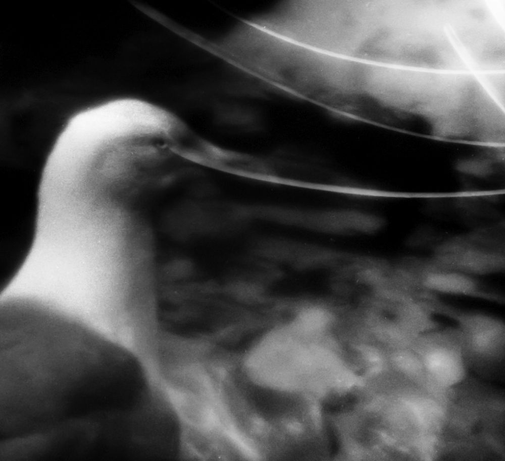 Gulls