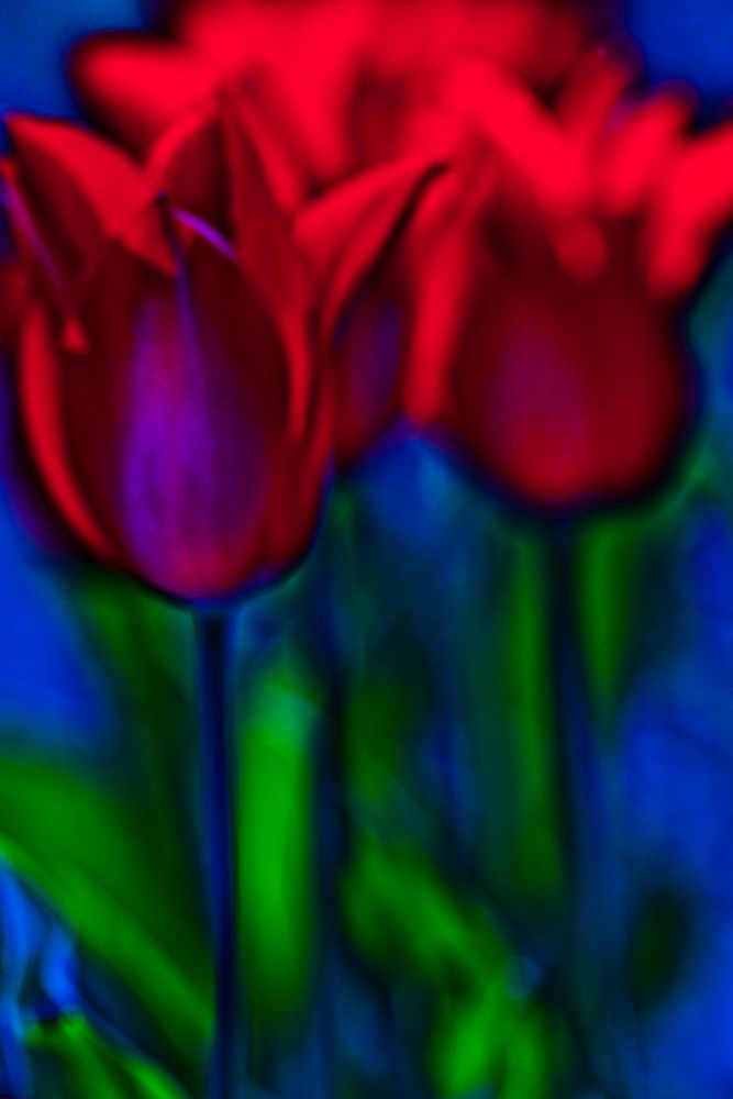 FLOWERS COLORS