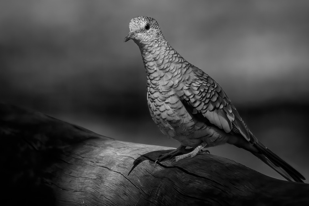 Black & White Photography Awards 2021