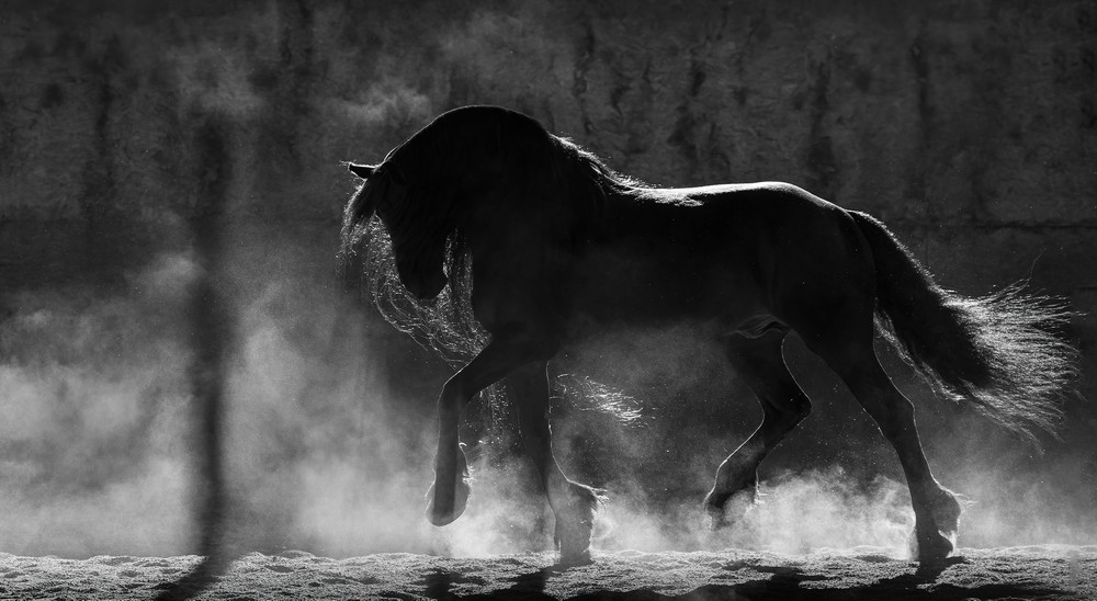 Karen Cohen Horses and owls in black and white LensCulture