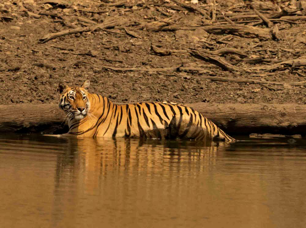 Bengal tigers.