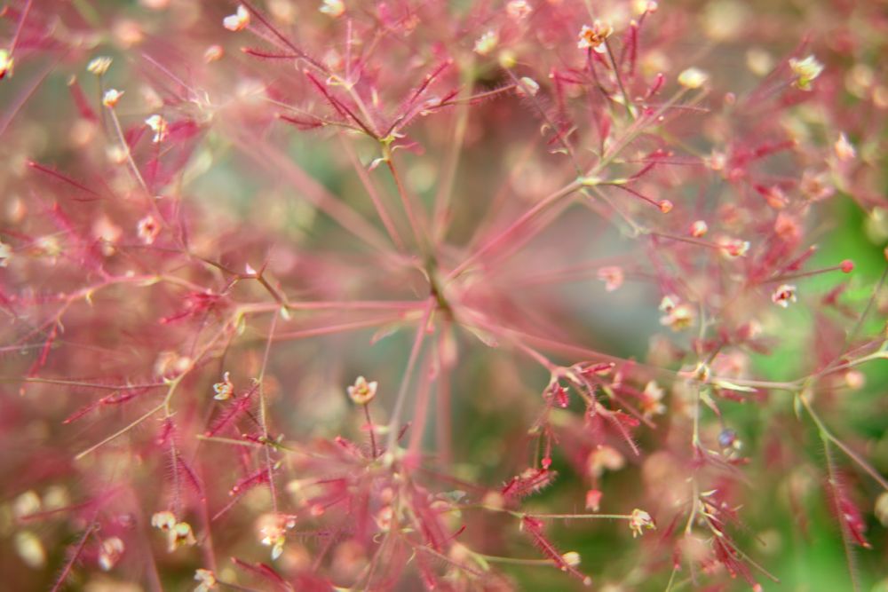 Planticum / Botanicum