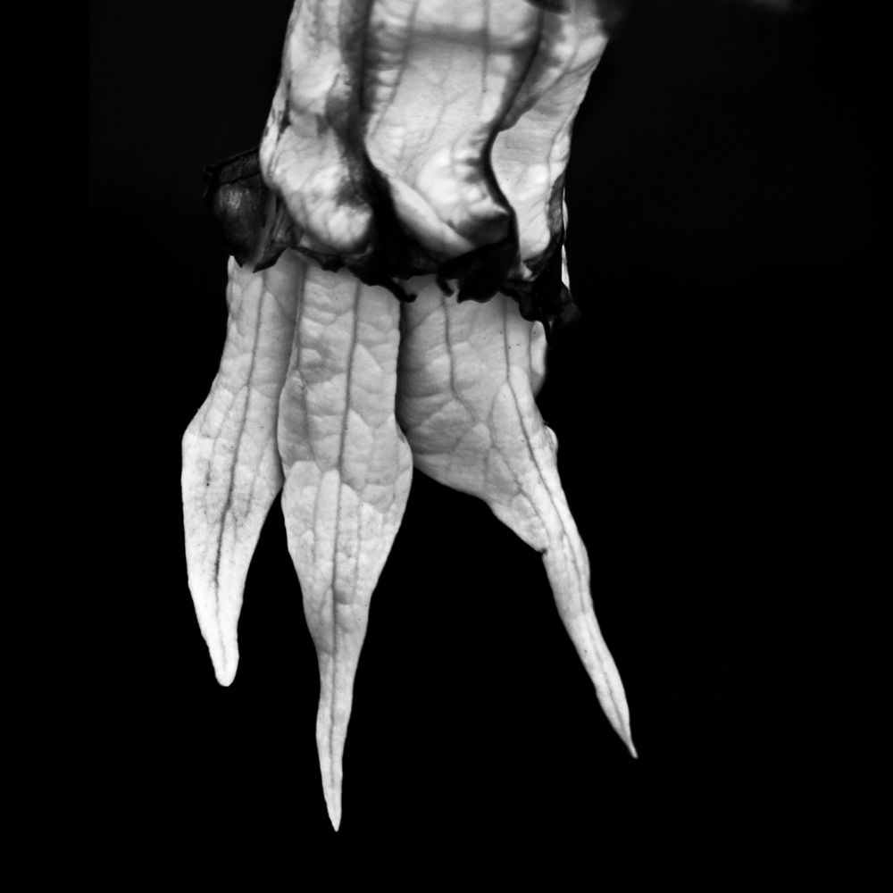 Submission BLACK AND WHITE