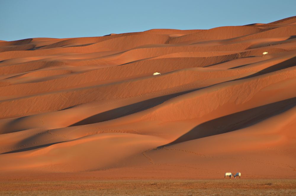 Random Images: Saudi Arabia