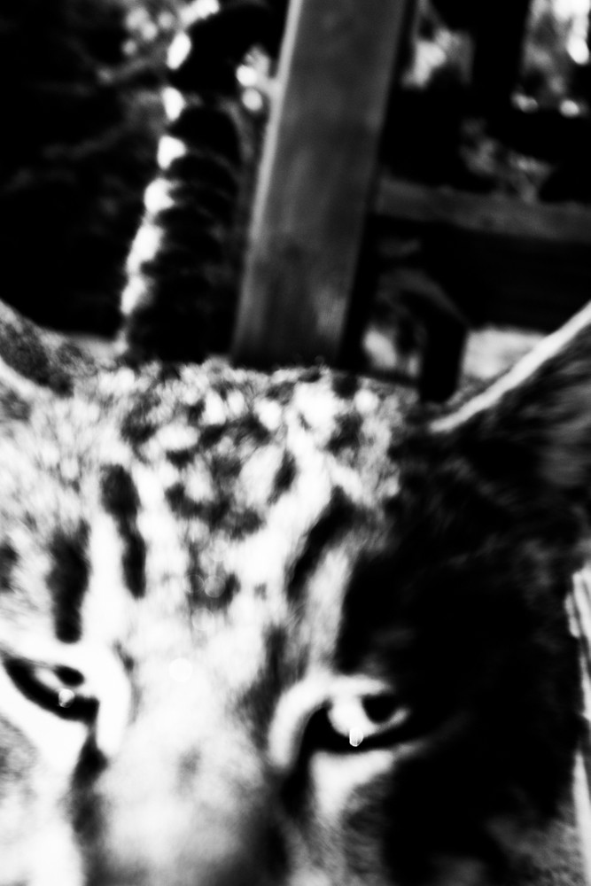 THE SPECTER OF LIFE