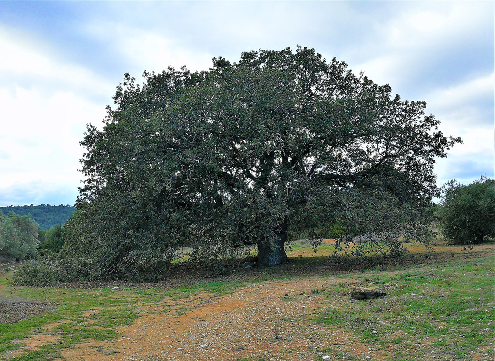 "NEMESIS"  20 photos of da/da  Ramnountas, Attica,Greece,20/11/2021