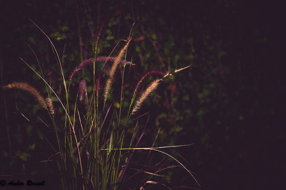 Weeds