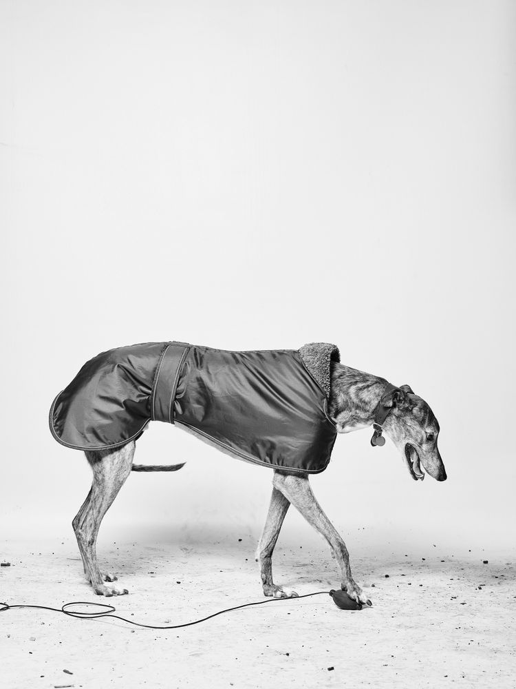DOG PHOTOGRAPHS