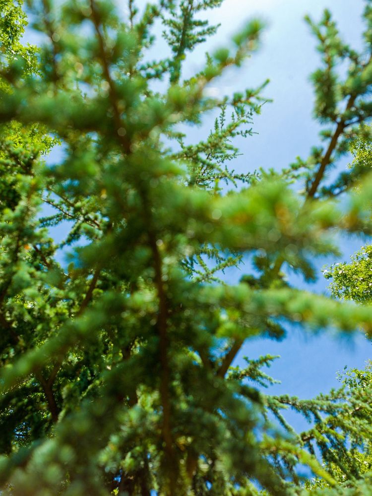 Trees
