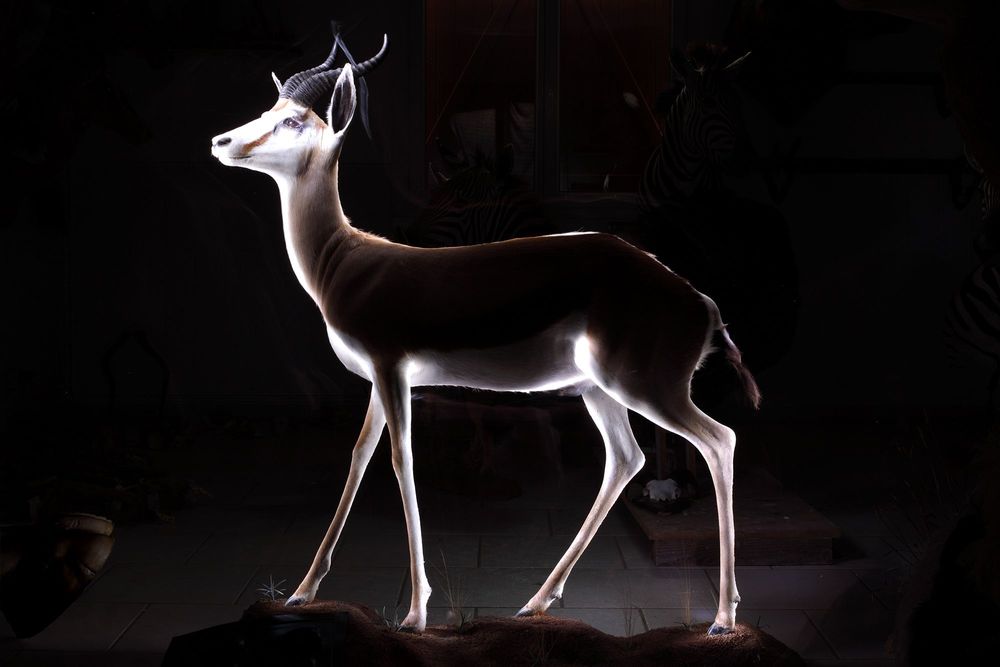 Trophy