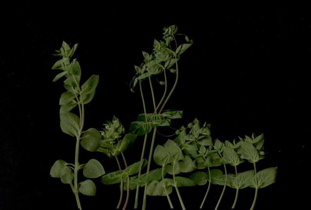 Spring Outside.Covid19- Scanography-