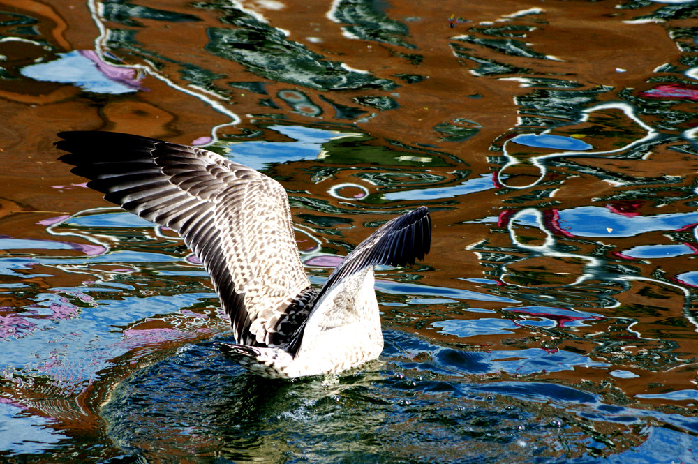 DIVE
