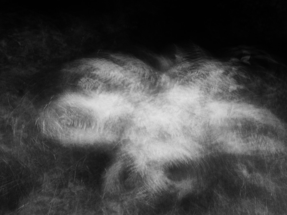 Abstract Photography of the Forest